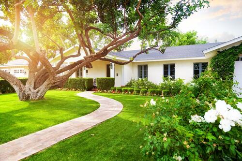 Best Trees for Your Front Yard Top Picks Expert Tips Arborist Now